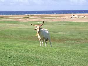 Photo of  goat on a golf course.